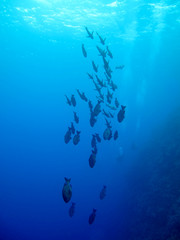 Fototapeta na wymiar The amazing underwater world of the Red Sea.