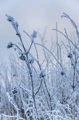 Dry flowers covered snow in winter