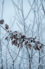 Tree trunks covered snow in winter