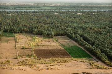 Large cultivation area with date palms and adjacent small vegetable fields on the Nile near Karima,...