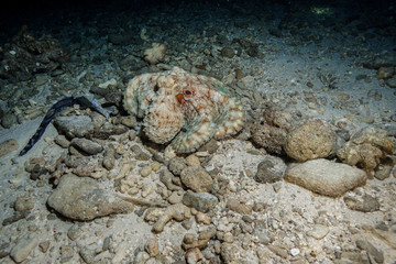 Octopus at the Maldives