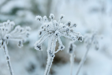 Dry flowers covered snow in winter