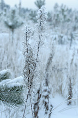 Dry flower of fireweed (Chamerion angustifolium) in winter