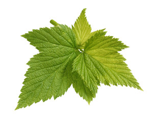 young leaves of black currant isolated on white background