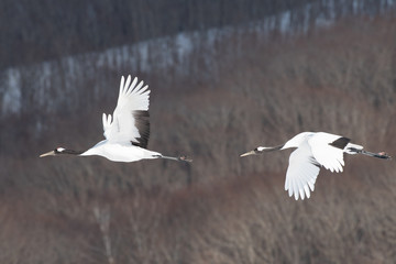 Red-crowned cranes flying in Kushiro city, Hokkaido, Japan