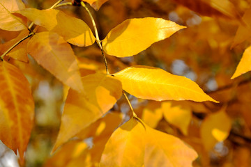 Autumn leaves on a tree