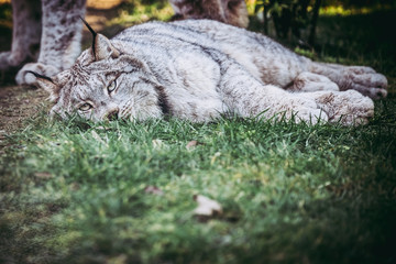 Lynx du Canada