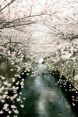 Obraz na płótnie Canvas Japanese cherry blossom trees, sakura view