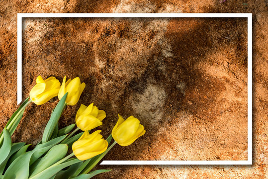 Woman Hands Tilling The Soil, Preparing It For Planting Flowers With Gardening Tools, Spring Concept Background.Tulips And Garden Tools (Rake, Spade, Hoe, Gloves)