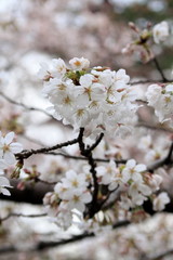 Obraz premium 桜の花