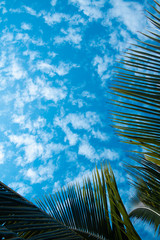 Clouds and sky and trees