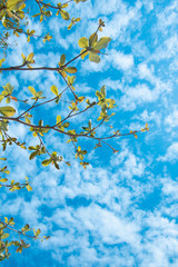 Clouds and sky and trees