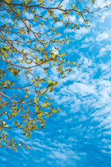 Clouds and sky and trees