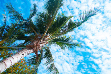 Clouds and sky and trees
