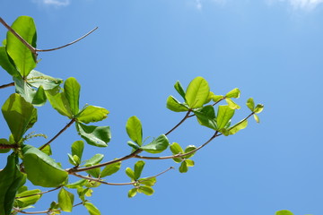 Clouds and sky and trees