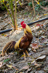 Hen,Cock walking in the garden
