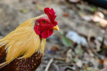 Hen,Cock walking in the garden