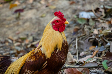 Hen,Cock walking in the garden