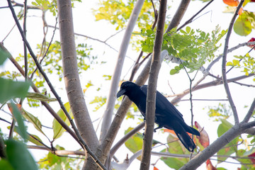 Crow is on the tree.