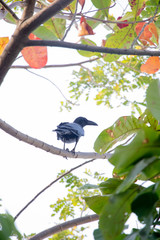 Crow is on the tree.