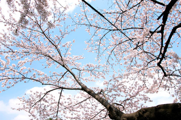 Japanese cherry blossom trees, sakura in sky