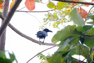 Crow is on the tree.