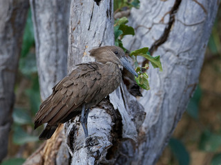Hamerkop (Scopus umbretta)