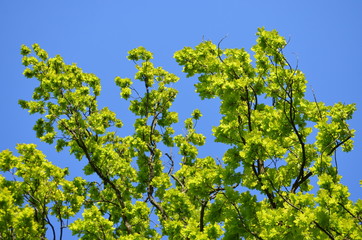 Group of fresh green leaves of oak tree towards a clear blue sky during a sunny spring day