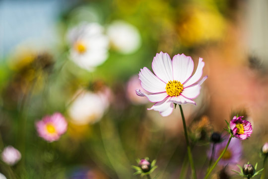 Bl&uuml;te im bokee