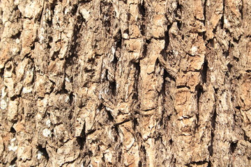 クスノキの木肌（木の皮のアップ）（素材、テクスチャ用）