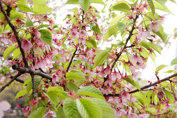 Japanese cherry blossom tree, sakura