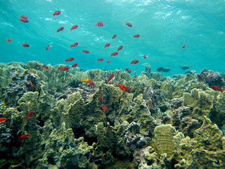 The amazing underwater world of the Red Sea.