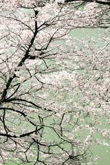 Japanese cherry blossom trees, sakura view