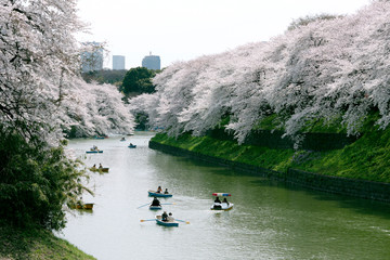 Japanese cherry blossom trees, sakura view