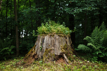 Old beautiful tree stump with moss and grass in the forest.
