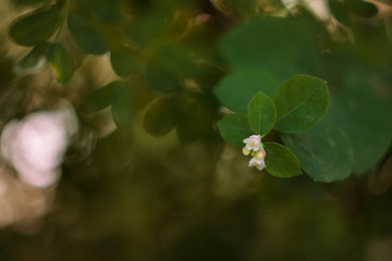 flower in the garden