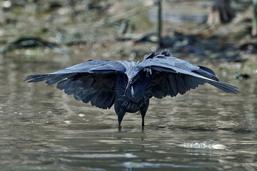 Black heron (Egretta ardesiaca) © dennisjacobsen