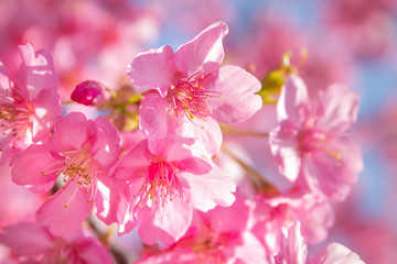 河津桜（桜の一種）、ピンク色の濃い日本の桜