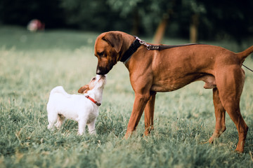 two friends Fox Terrier and Rhodesian Ridgeback, for a walk in the summer Park