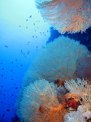 The amazing underwater world of the Red Sea.