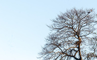 Bare leafless dry dead branches isolated from background.