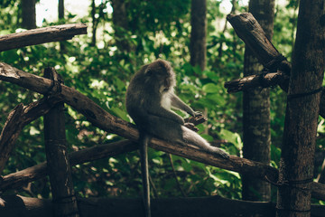 Monkey sits on the tree