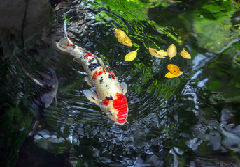 Koi swimming in the pond.