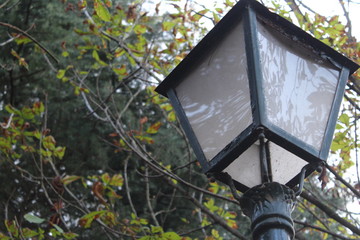lamppost and trees