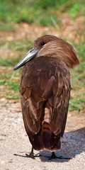 hamerkop scopus umbretta bird in Kruger National park in South Africa,ratio 2:1 for mobile phones