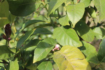 Spring branches close-up