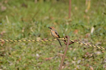 A wild bird 