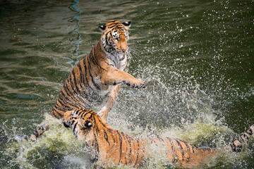 Indochinese tiger playing in the water.