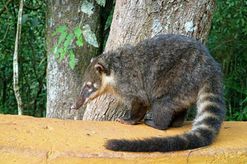 Fototapeta premium Coati, one of many Raccoon-like Creatures found at Iguazu Falls National Park, Puerto Iguazu, Argentina