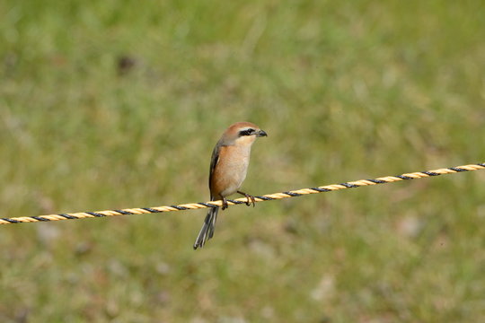 A wild bird "Bull-headed Shrike"